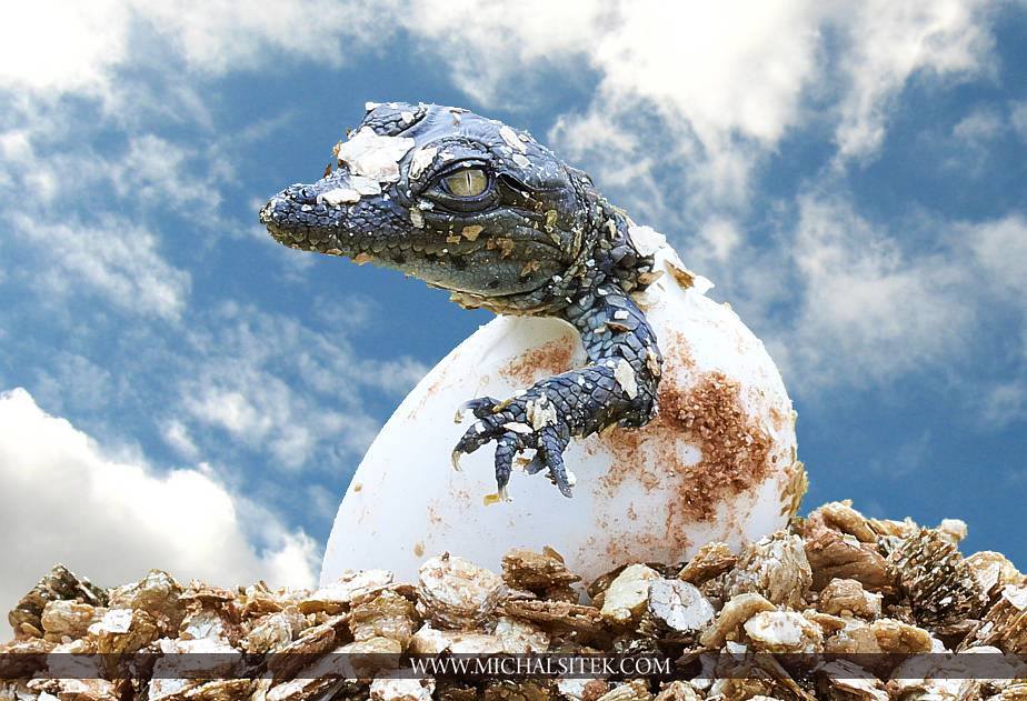 Michał Sitek, Godzilla, powstaje, narodziny krokodyla